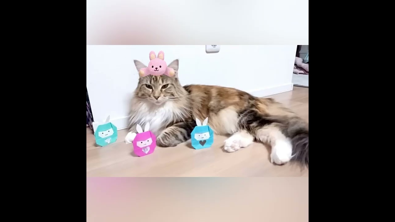 【2023/1/11】あけましてクロエ嬢🐱【メインクーン】