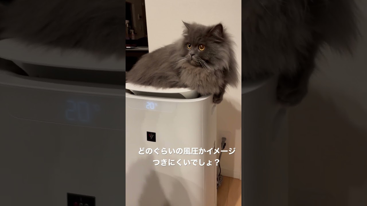 風量が強すぎる空気清浄機に動じないラガマフィン #ラガマフィン #猫のいる暮らし #猫動画