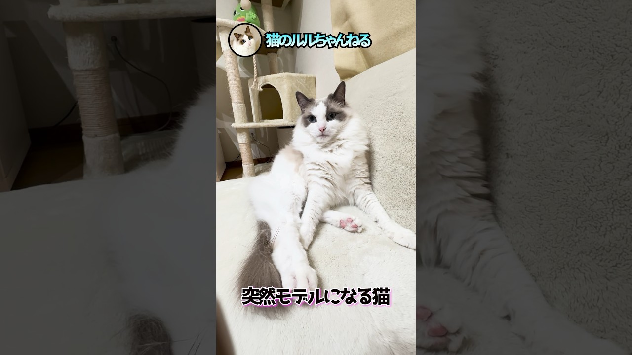 毛繕い中に美脚を披露しました #ラグドール #ragdoll #shorts