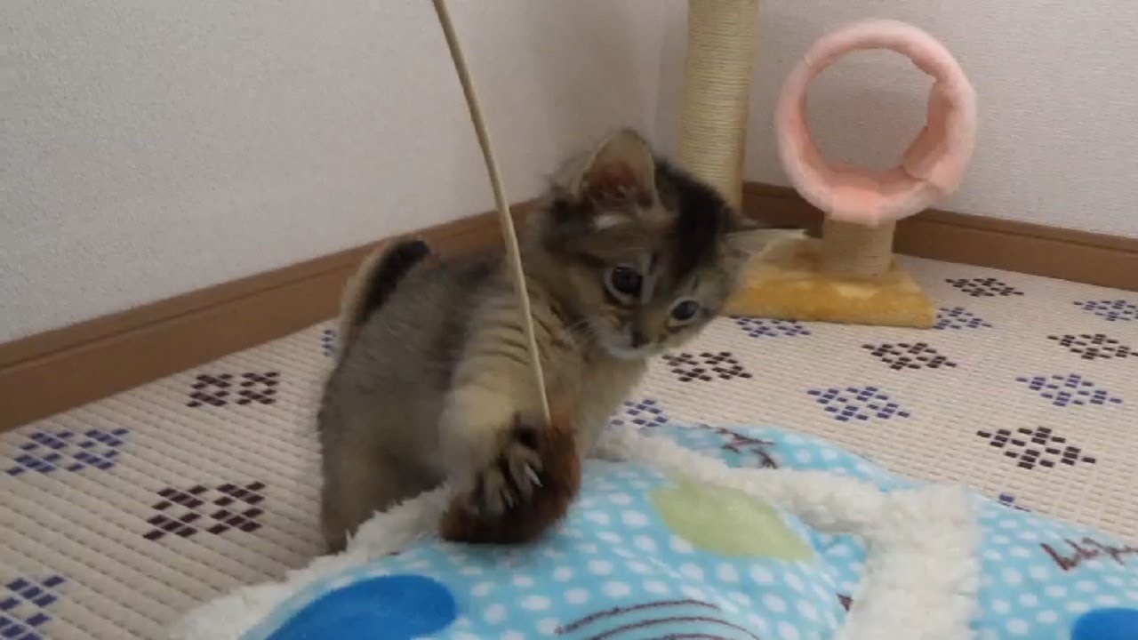 [ソマリ]　離乳が終わった子猫　遊ぶときは全力で
