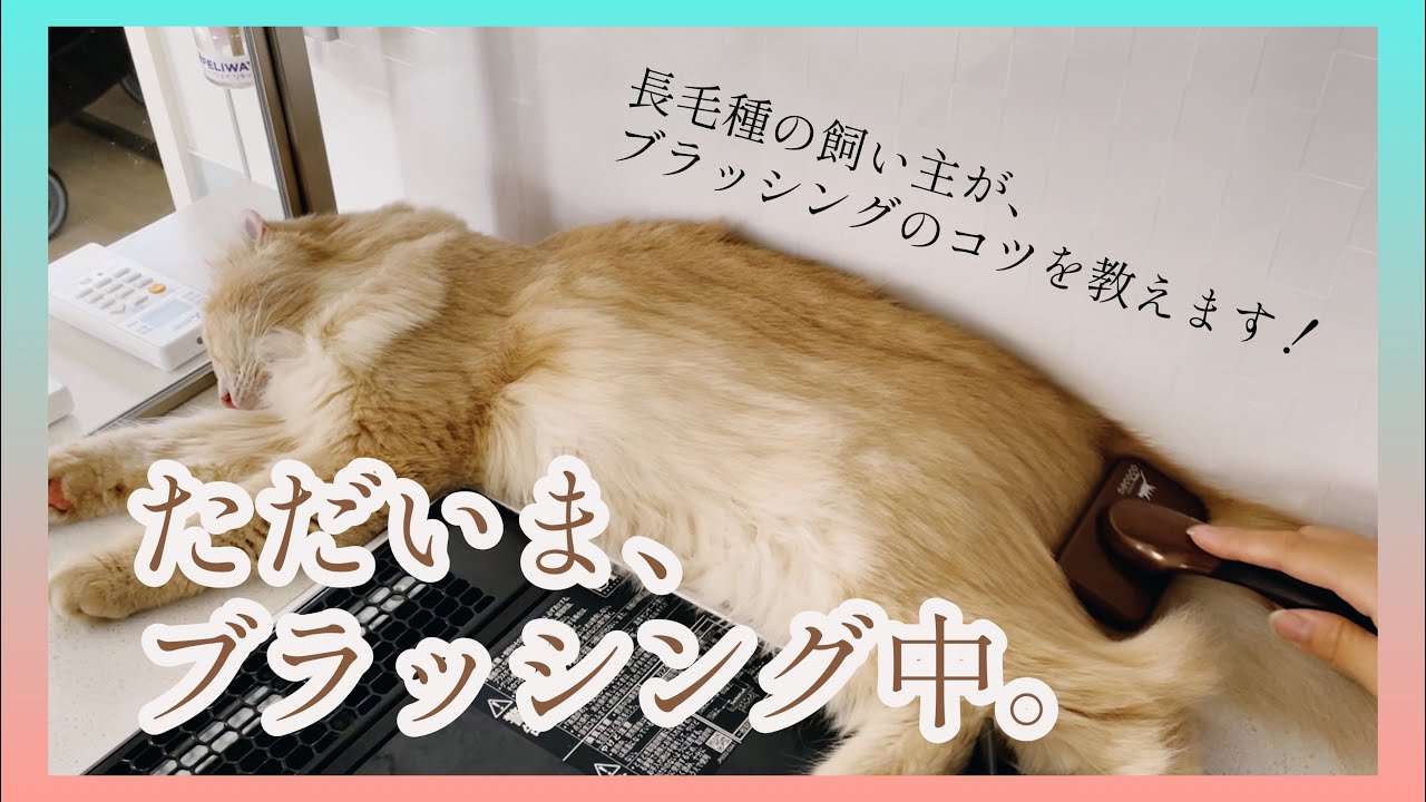 【アメリカンカール】ただいまブラッシング中！長毛種はこんな感じでブラッシングしてるよ！