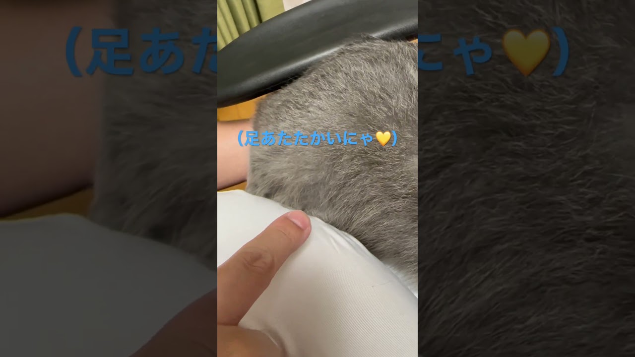 可愛い足をメタボ腹に挟まれた猫（ロシアンブルー）#shorts
