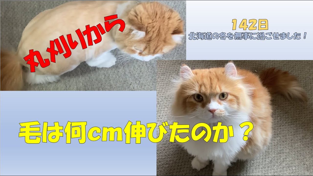 丸刈りから毛は何ｃｍ伸びたのか？ #猫 #アメリカンカール #cat