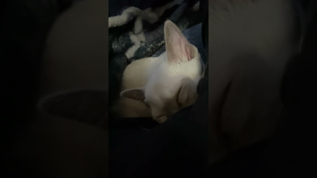 トンキニーズの子猫(爆睡)       #Shorts