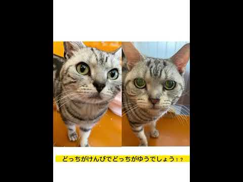 どっちだ！#アメリカンショートヘア #猫 #ねこ動画 #ねこ部 #猫好きさんと繋がりたい #猫動画 #ねこのいる生活 #猫のいる暮らし #にゃんこ #ねこかわいい #ペットモデル大募集 #shorts