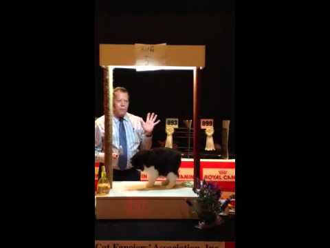 Manx LH at CFA Cat Show