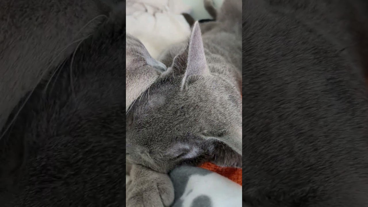 イクメンパパ再び 💗親子愛💗  #ロシアンブルー #russianblue  #子猫