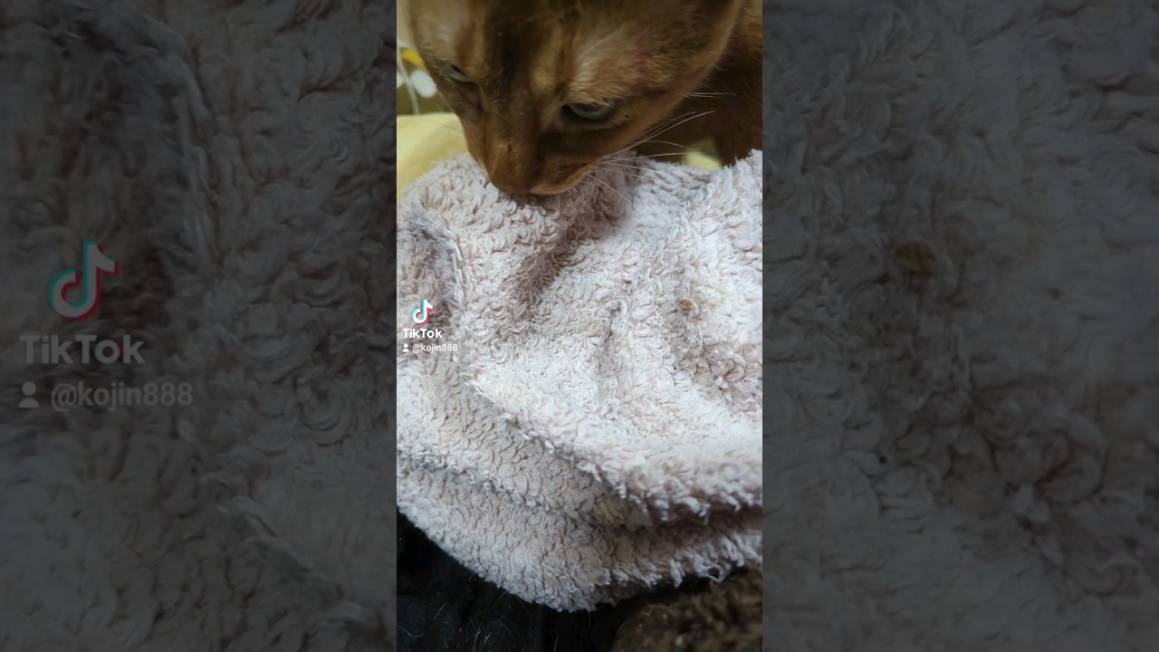 4/22あびにゃんもふもふ（´・ω・`） #cat #猫 #ねこ #アビシニアン