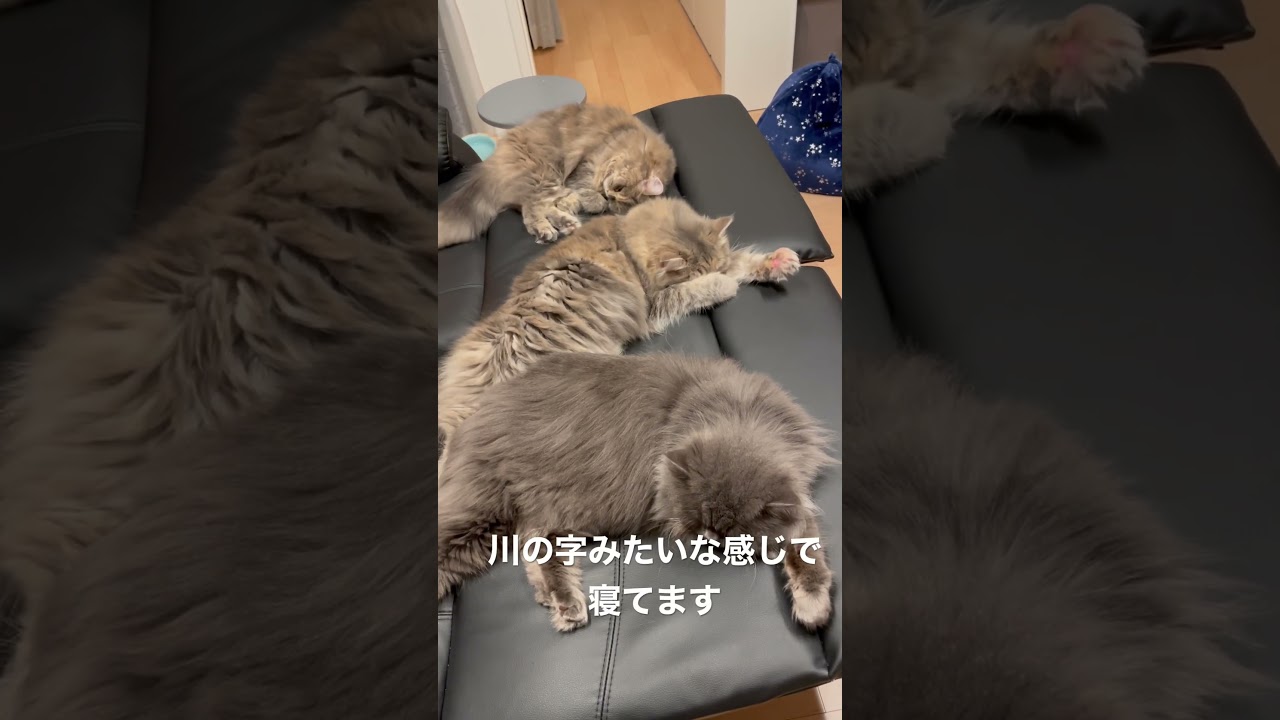 仲のいい親子は寝る時も一緒 #ラガマフィン #猫のいる暮らし #子猫動画