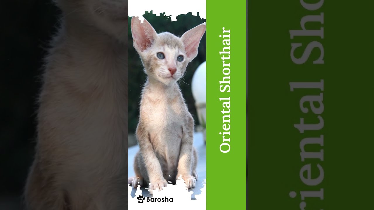 #Shorts 10 Cool Cat Breeds