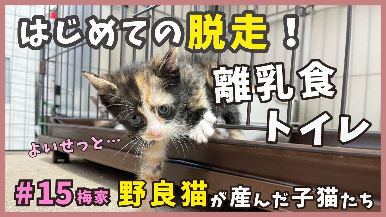 15 ケージから脱走！生まれた子猫が初めての脱走、そして離乳食＆トイレまで！！！【梅家・子猫の誕生から成長まで】kitten