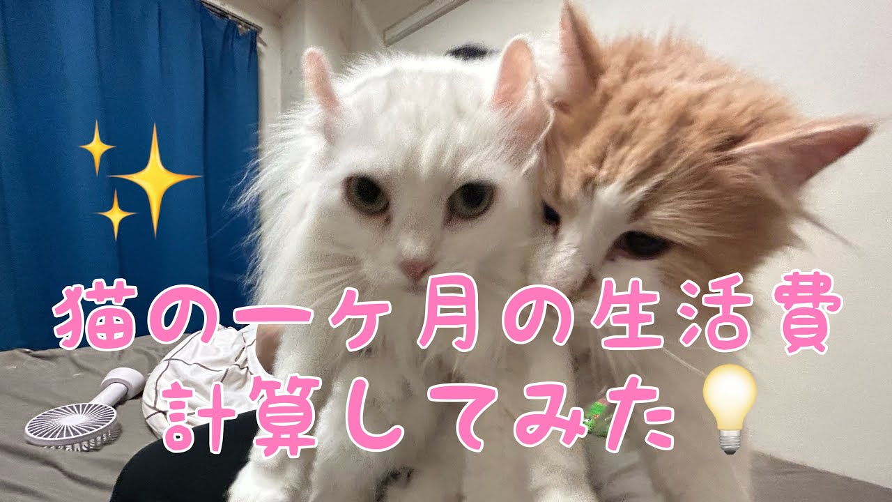 猫の生活費計算してみた【アメリカンカール】【ノルウェージャン】【猫】