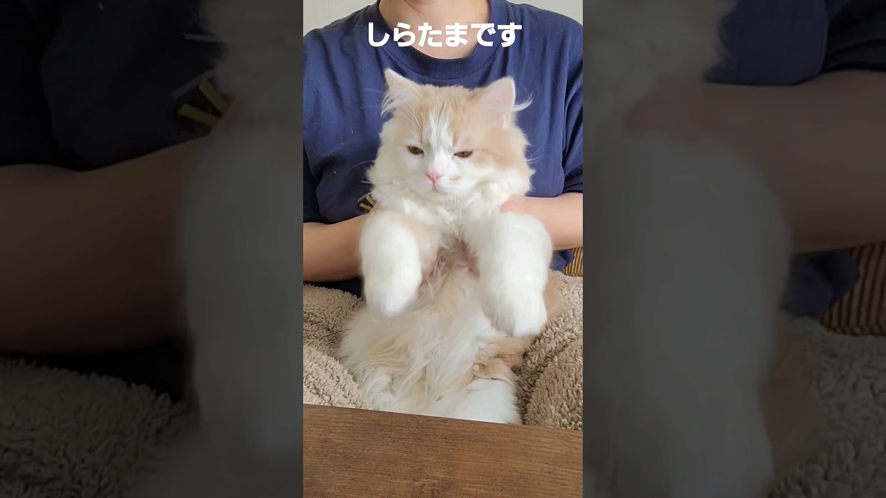 【子猫】踊らされてみた猫#ラガマフィン #猫動画 #cat #shorts