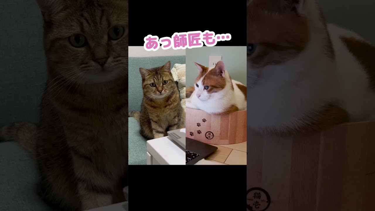 みにらくんとニャンチューバーつくしが対談しました #Shorts