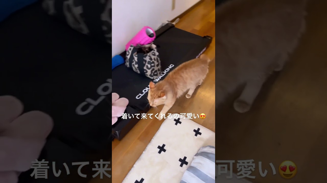 #猫#保護猫#猫のいる暮らし#先住猫#新入猫#譲渡会#cat#ネコ#ねこ#猫好き#茶トラ#黒猫#鍵尻尾#ボブテイル#茶トラ女子部