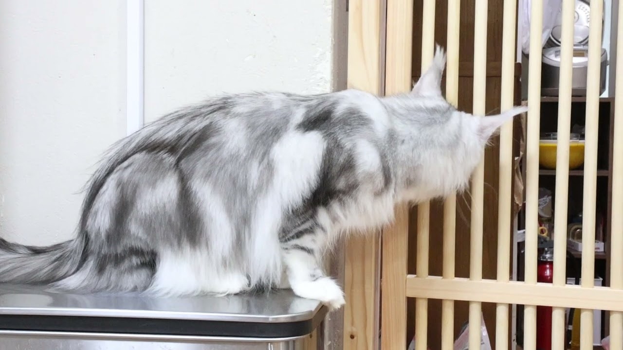 美しいシルバーのメインクーンひなたさん
