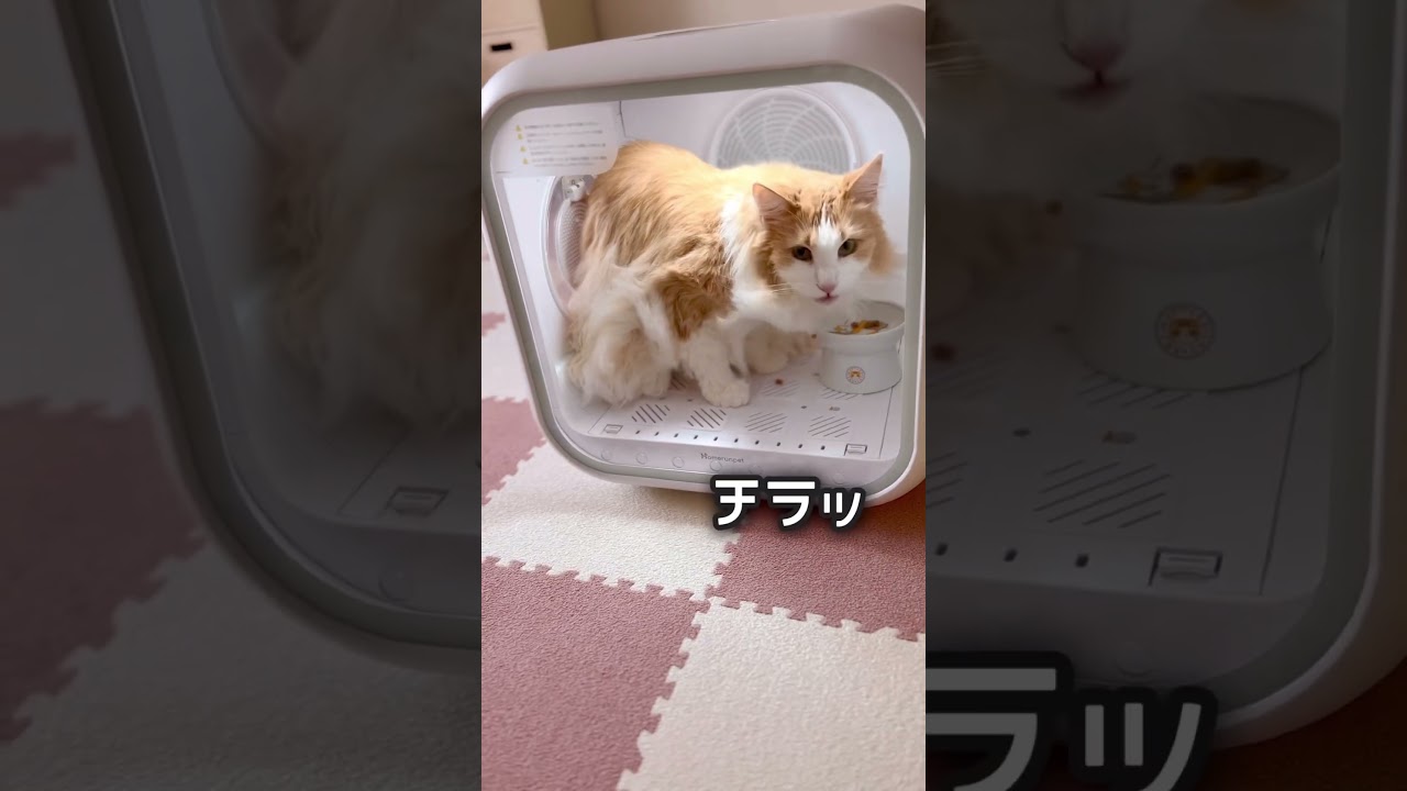 Drybo Plusでお食事中…ノルウェージャンフォレストキャット #shorts