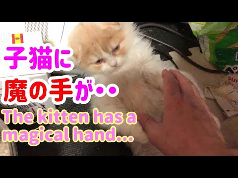 かわいい子猫【スコティッシュフォールドこねこ動画】
