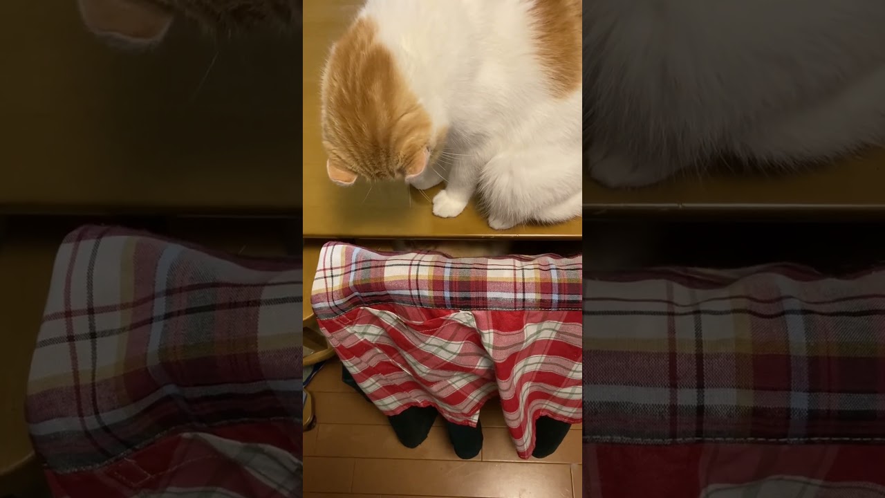 テーブルの下からぴょこん #shorts  #猫 #アメリカンカール #cat