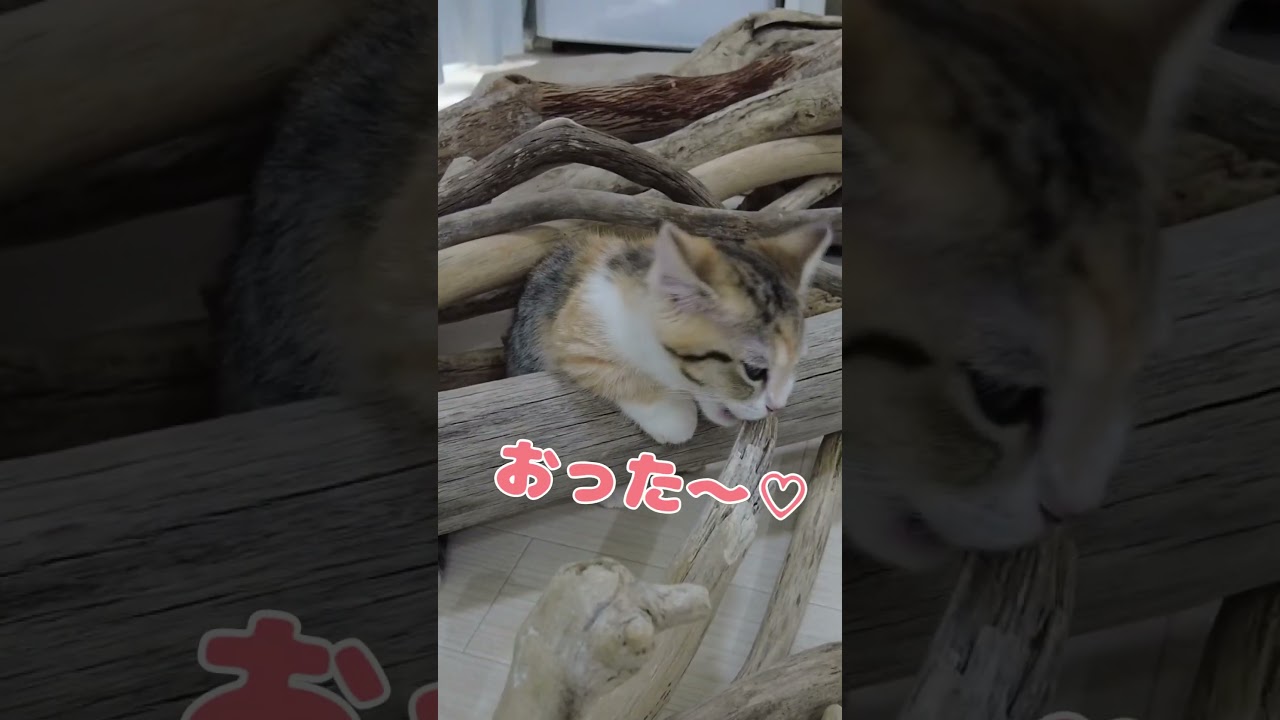 お嬢ど～こだ？#かわいい #猫 #cat #子猫 #diy #shorts