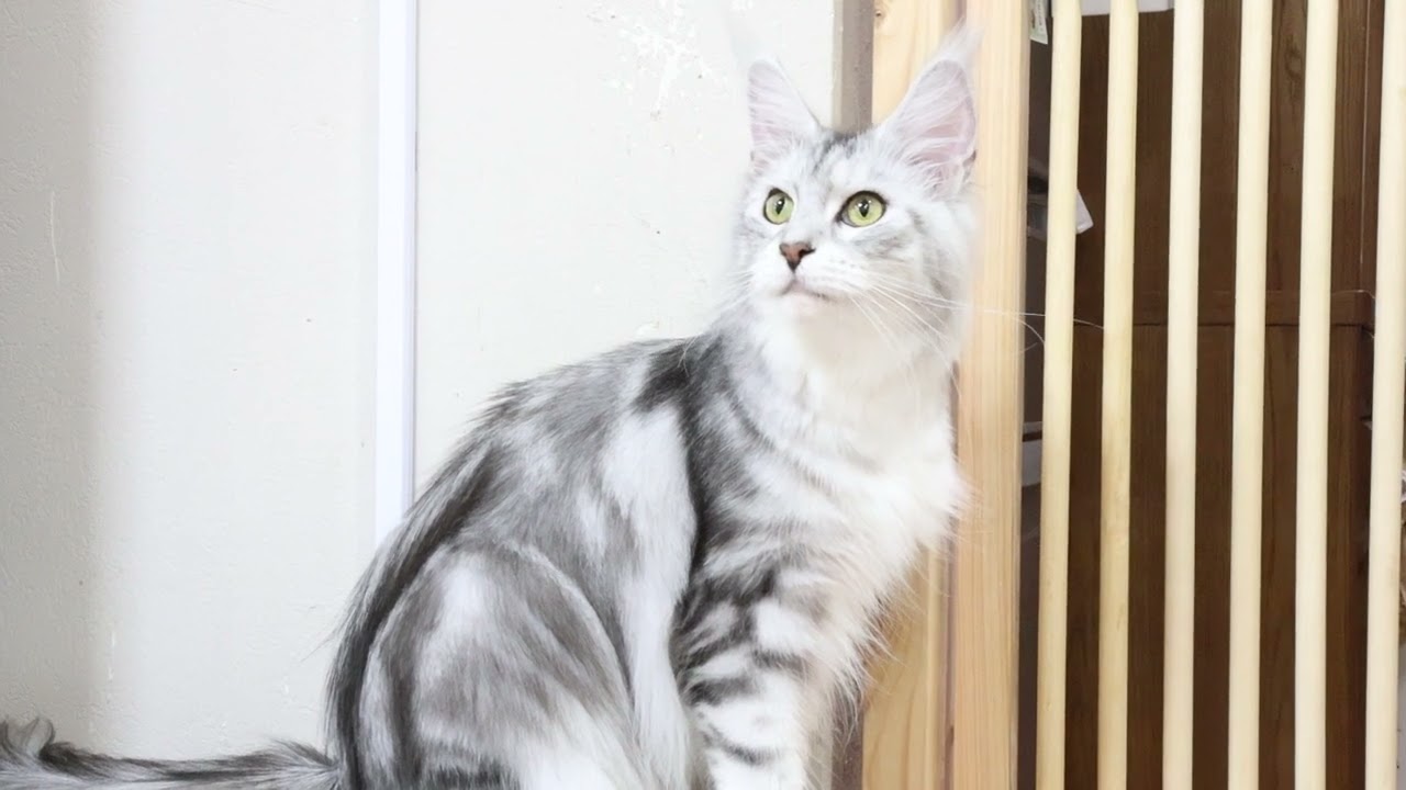 美しいシルバーのメインクーンひなたさん