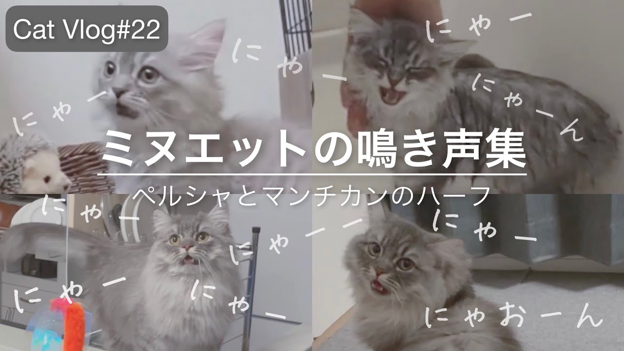 【猫Vlog#22】ミヌエットの鳴き声集|子猫～生後10か月まで|ペルシャとマンチカンのハーフ|