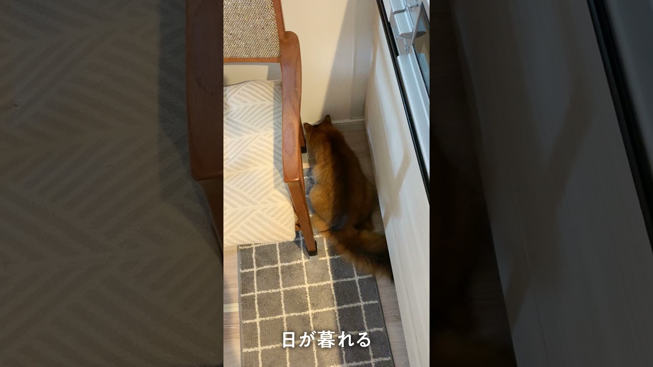 #152　「なにか」を見つめて、日が暮れるソマリ