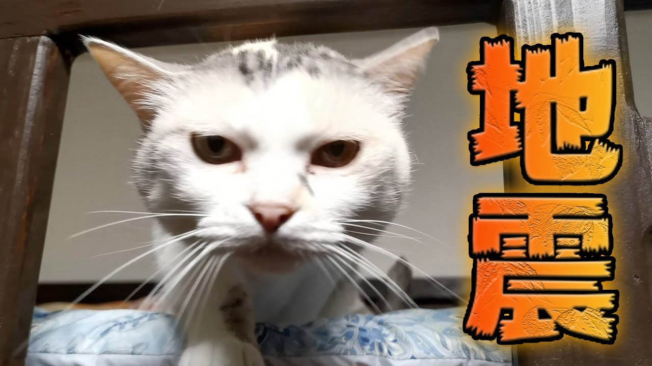 大地震に見舞われ猫達の元に飛んで帰りましたがネコ吉もボス吉も無事でした