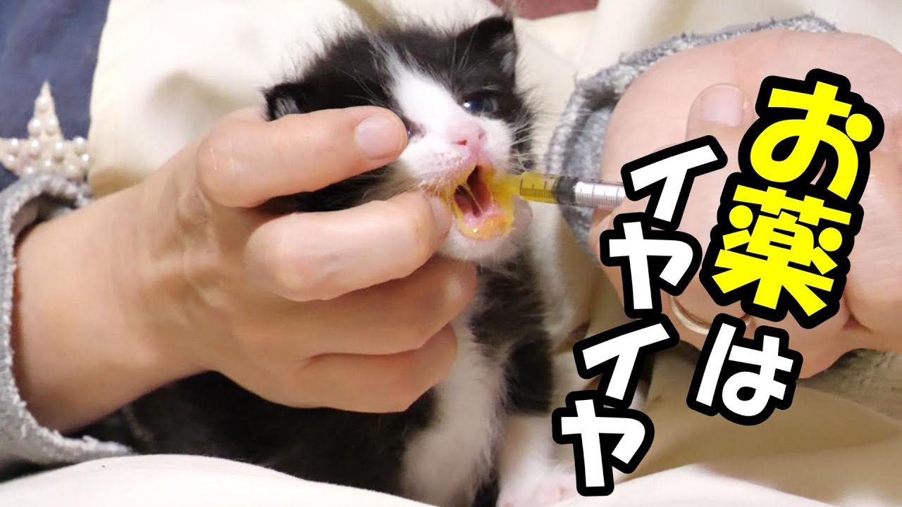 お薬は苦苦で子猫はイヤイヤだけど、生きる為に飲んでちょいだいね【赤ちゃん猫　保護猫】