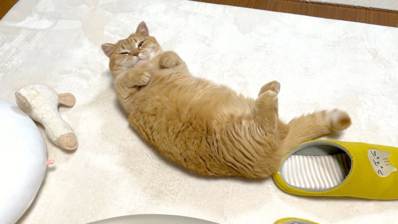 床で爆睡中の猫を呼んでみたら…