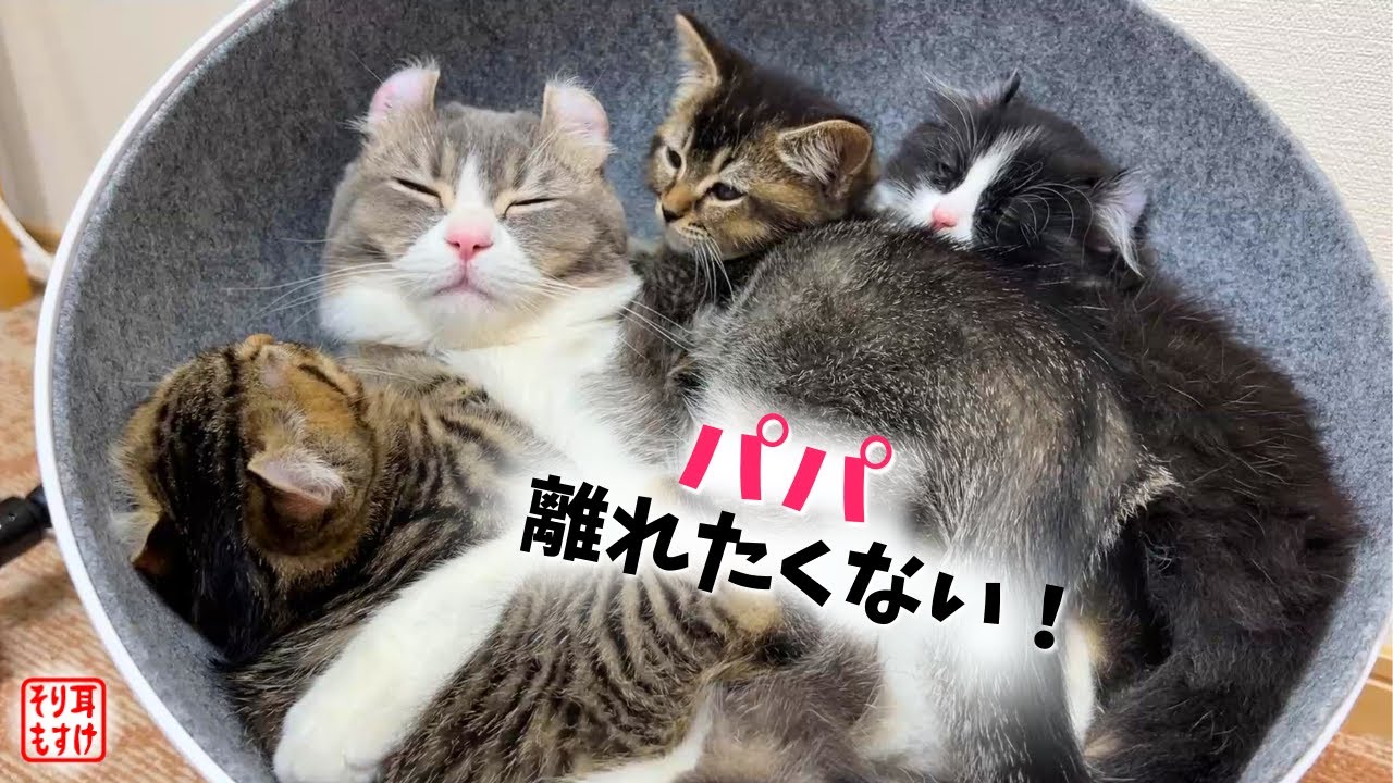 優しいパパが大好きすぎて離れる気が1ミリもない子猫達がこちらｗ
