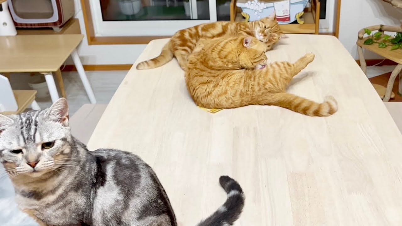 『ちょっとだけよ』の準備に余念がないマンチカン親子ととにかく映り込むクロくん