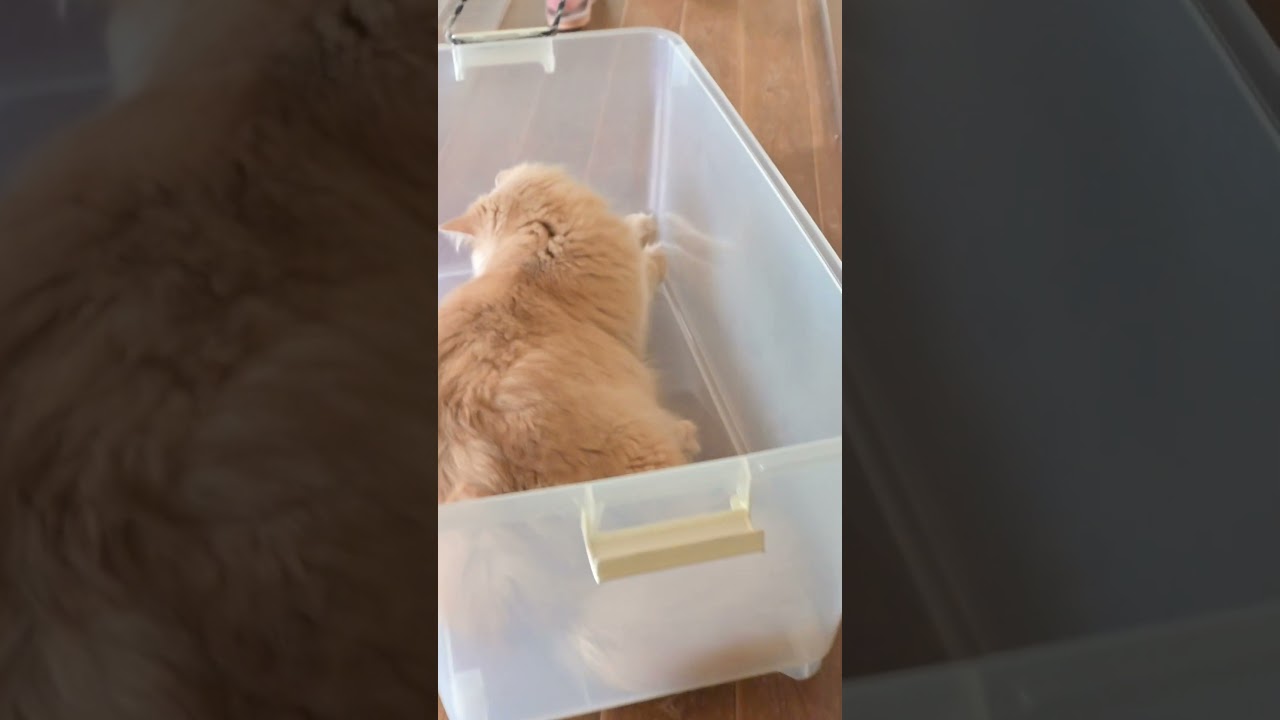 猫様のお通りだ～🐈🛷💨【サイベリアン・ノルウェージャン】 #shorts