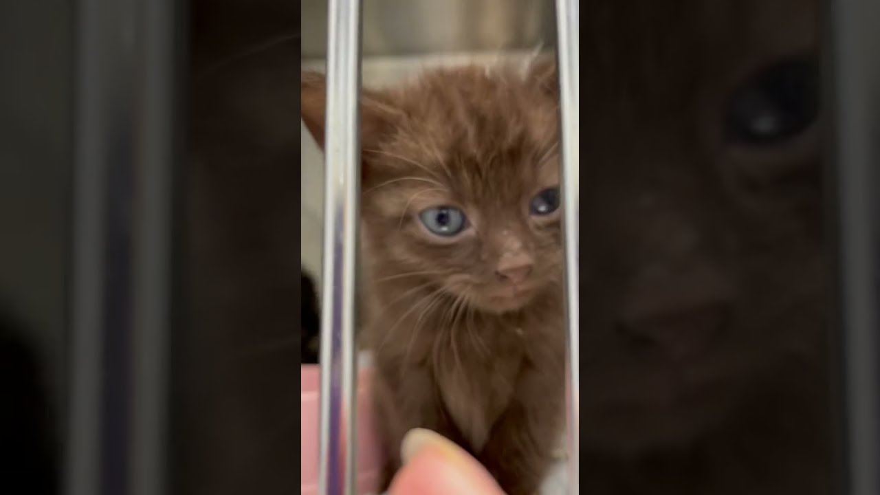 Brown cat 😺😺 #shorts #tiktok #viral #cats #pets #funnycats #funnyanimals