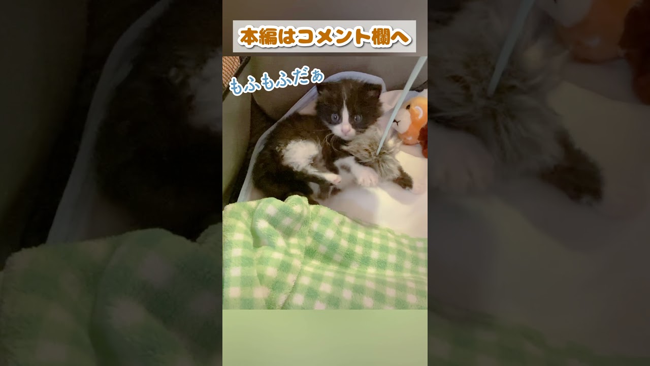 猫じゃらしの遊び方がぎこちなくてかわちい【子猫動画】 #shorts