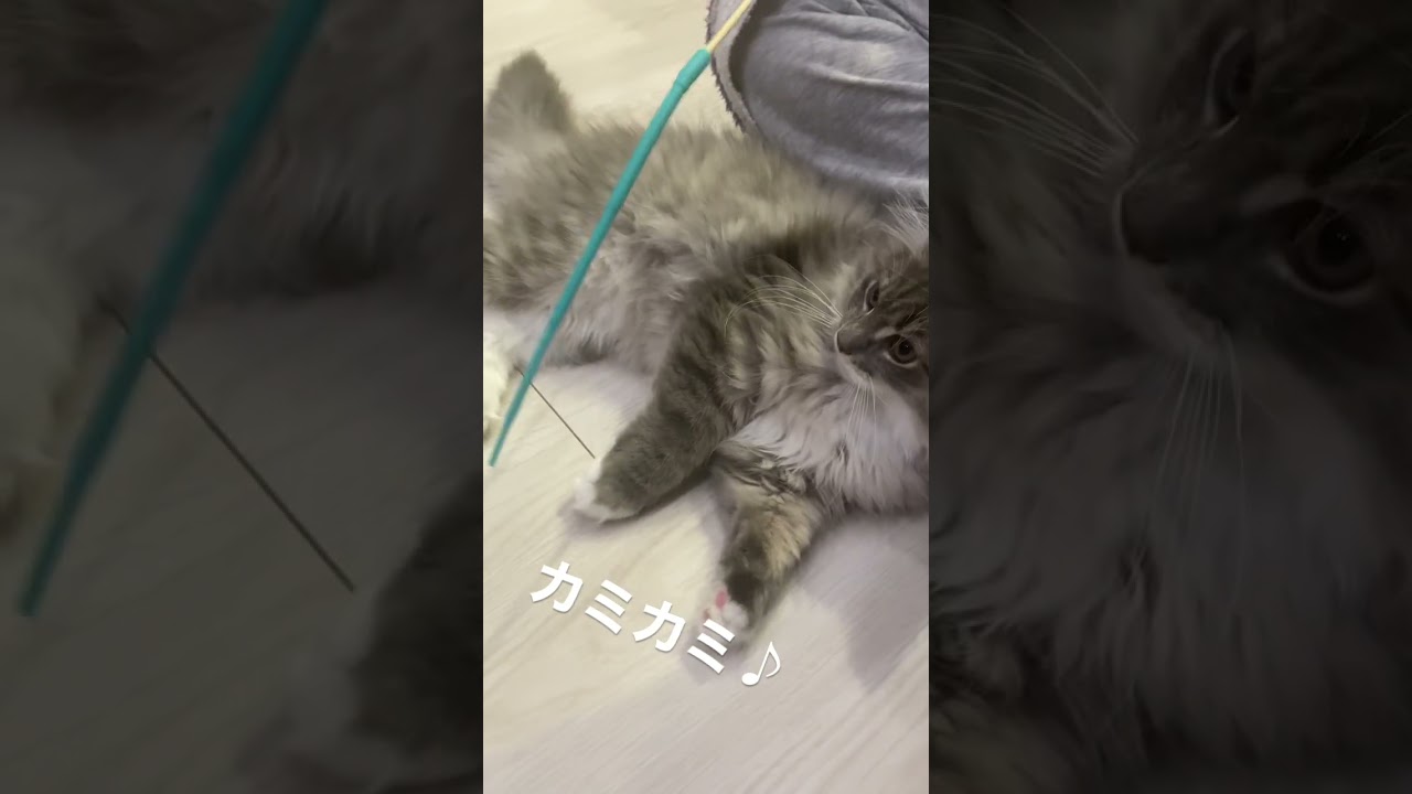 とにかくカミカミしたい！ #サイベリアン #ねこ#shorts #cat