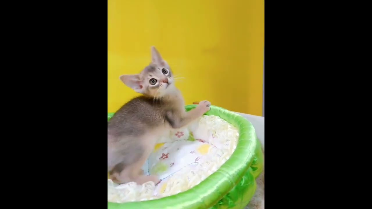 アビシニアン ⭐イケメンにゃん⭐ ブルー