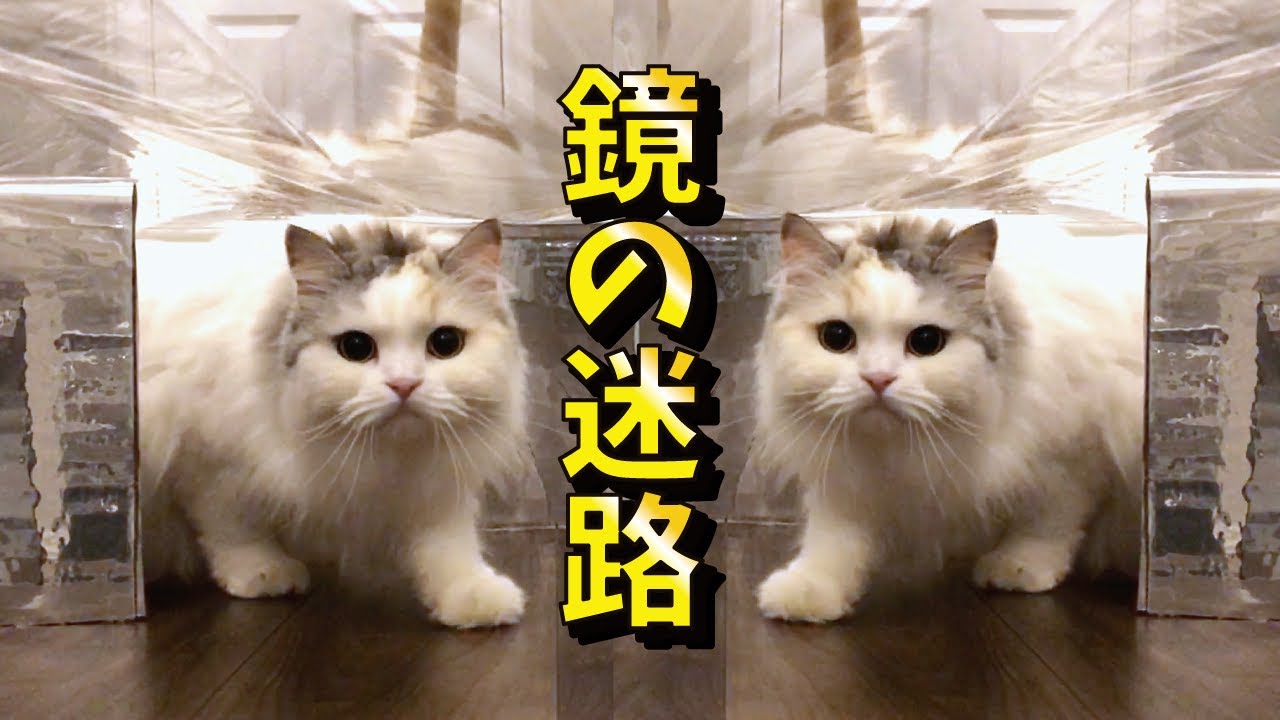 【神回】鏡の迷路に迷い込んだ猫の反応が最高すぎました【関西弁でしゃべる猫】