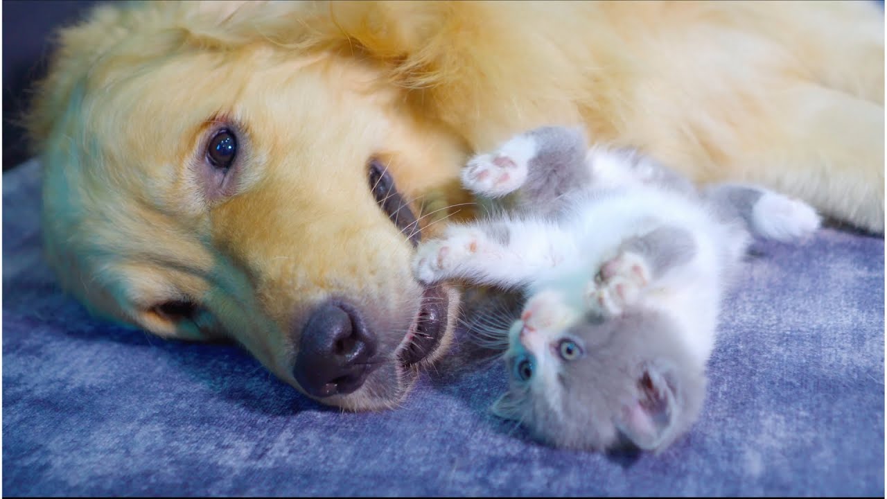 我がゴールデンレトリバー犬と子猫がどのようにして親友になったのか？犬の友達を作り方が上手すぎた！