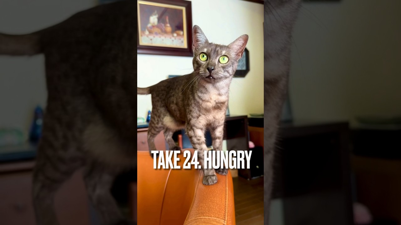 #食いしん坊猫 にゃ #猫の鳴き声 #hungry #エジプシャンマウ #shorts