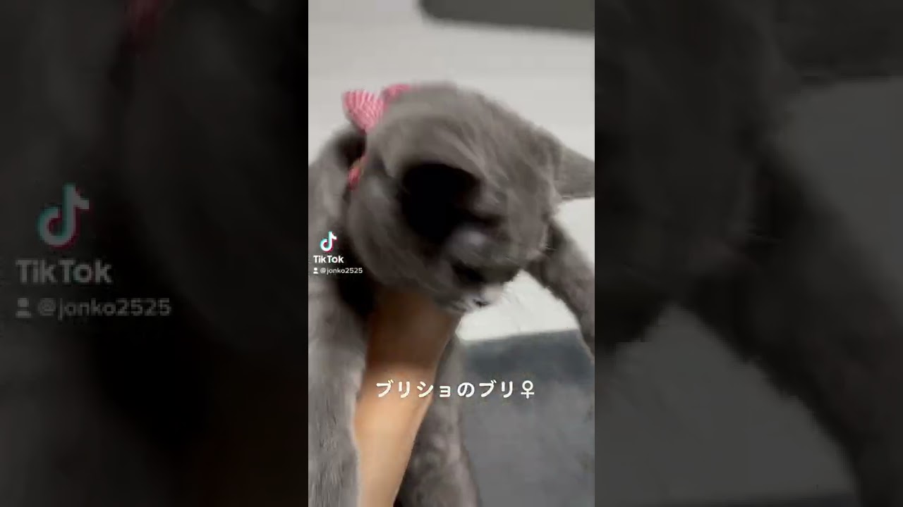 ブリコプター #short #ブリティッシュショートヘア #猫