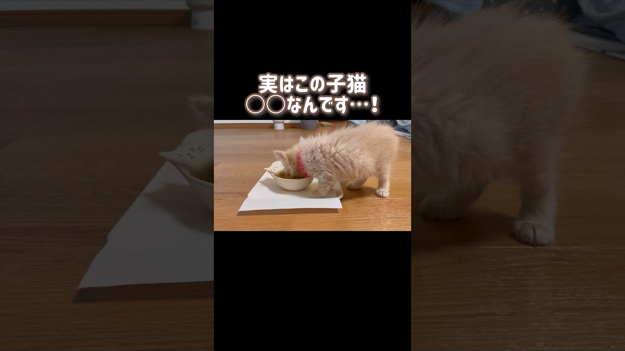 【ビックリ】実はこの子猫○○がないんです…！ #ほごねこ