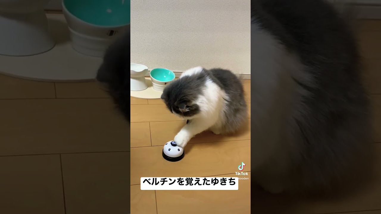 スコティッシュフォールドのゆきちがベルチンを覚えました！#shorts