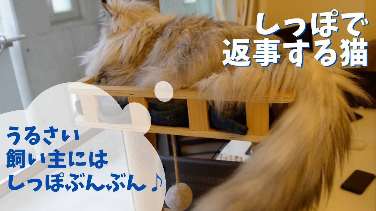しっぽで返事する猫｜ラガマフィンのラガさん