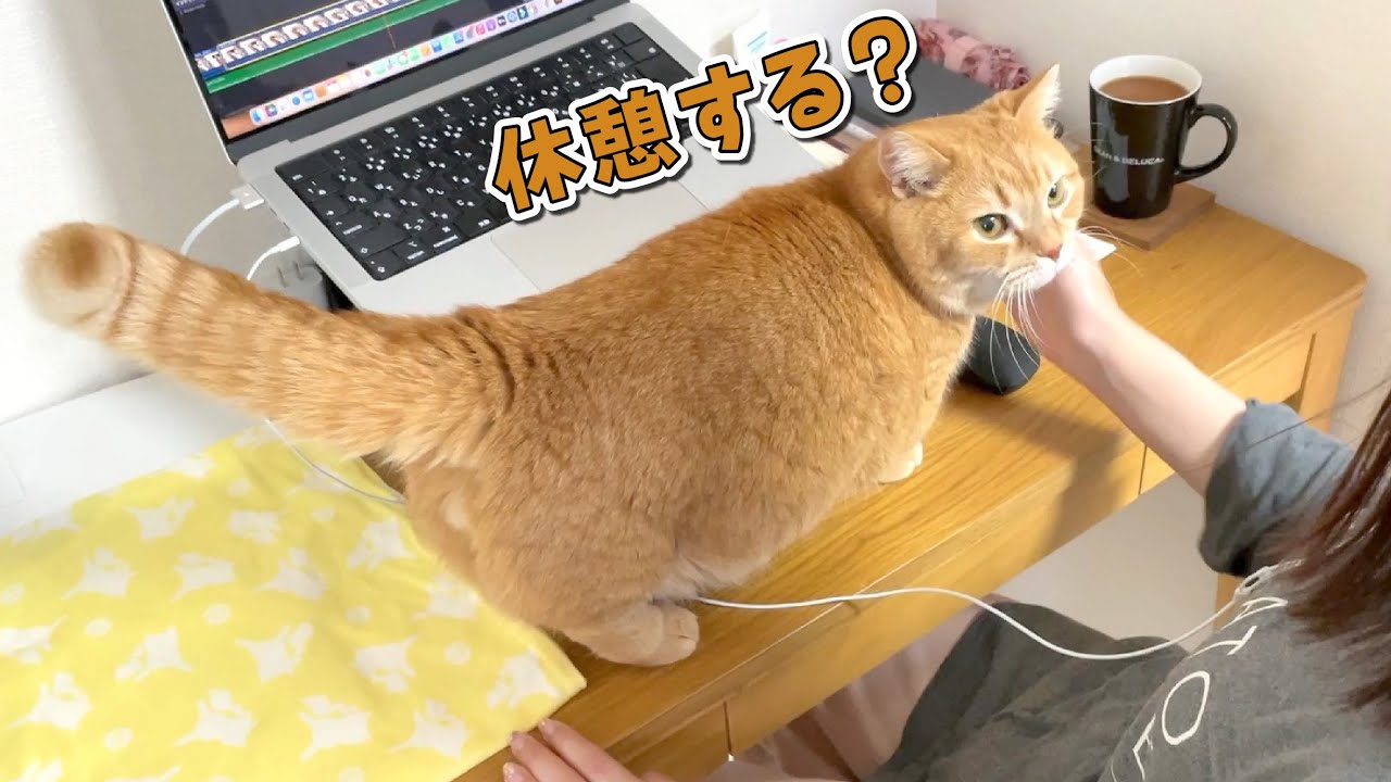 パソコン作業を始めるとママの元に集まってくる猫たちが可愛すぎる！