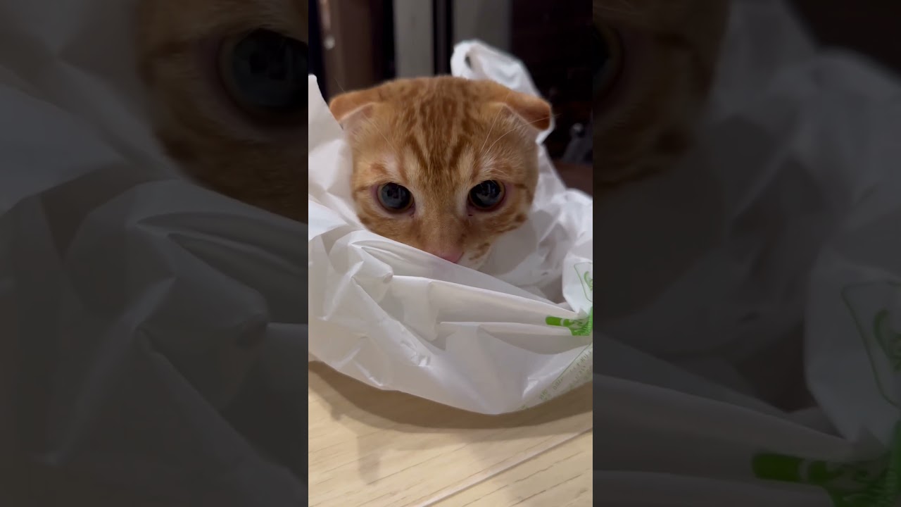 すっぽりです🐈 #キンカロー #子猫 #cat #猫 #猫のいる暮らし #catlover #고양이 #catlovers #catvideo #catvideos