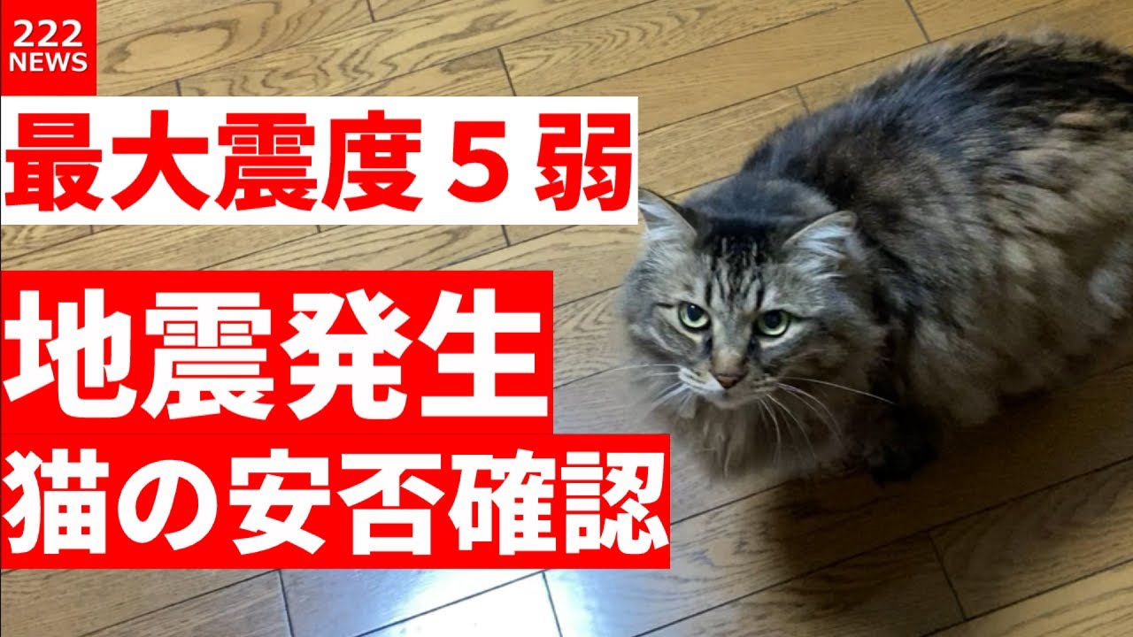 最大震度5弱の地震が発生したので猫の安否確認をおこないました。