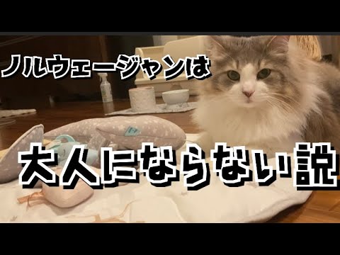 体は大人、中身はずっと赤ちゃんの巨大猫ノルウェージャンフォレストキャット