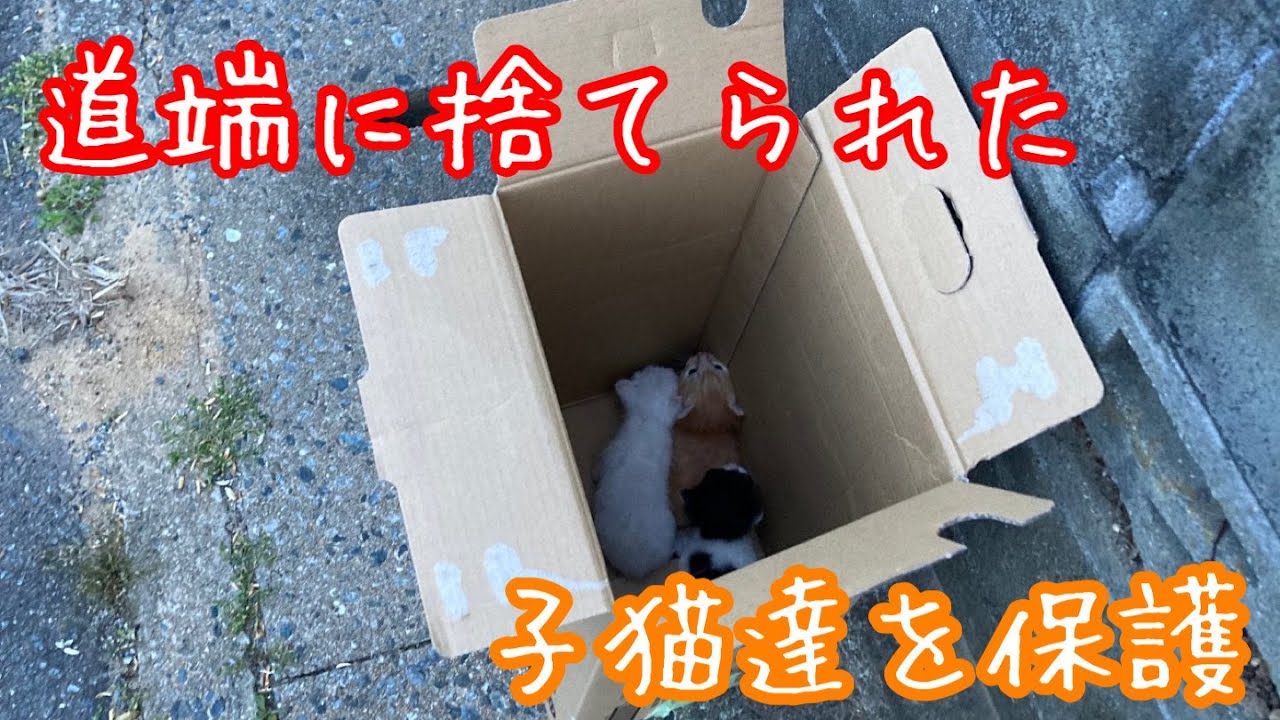 【保護猫】道端の捨て子猫達を保護