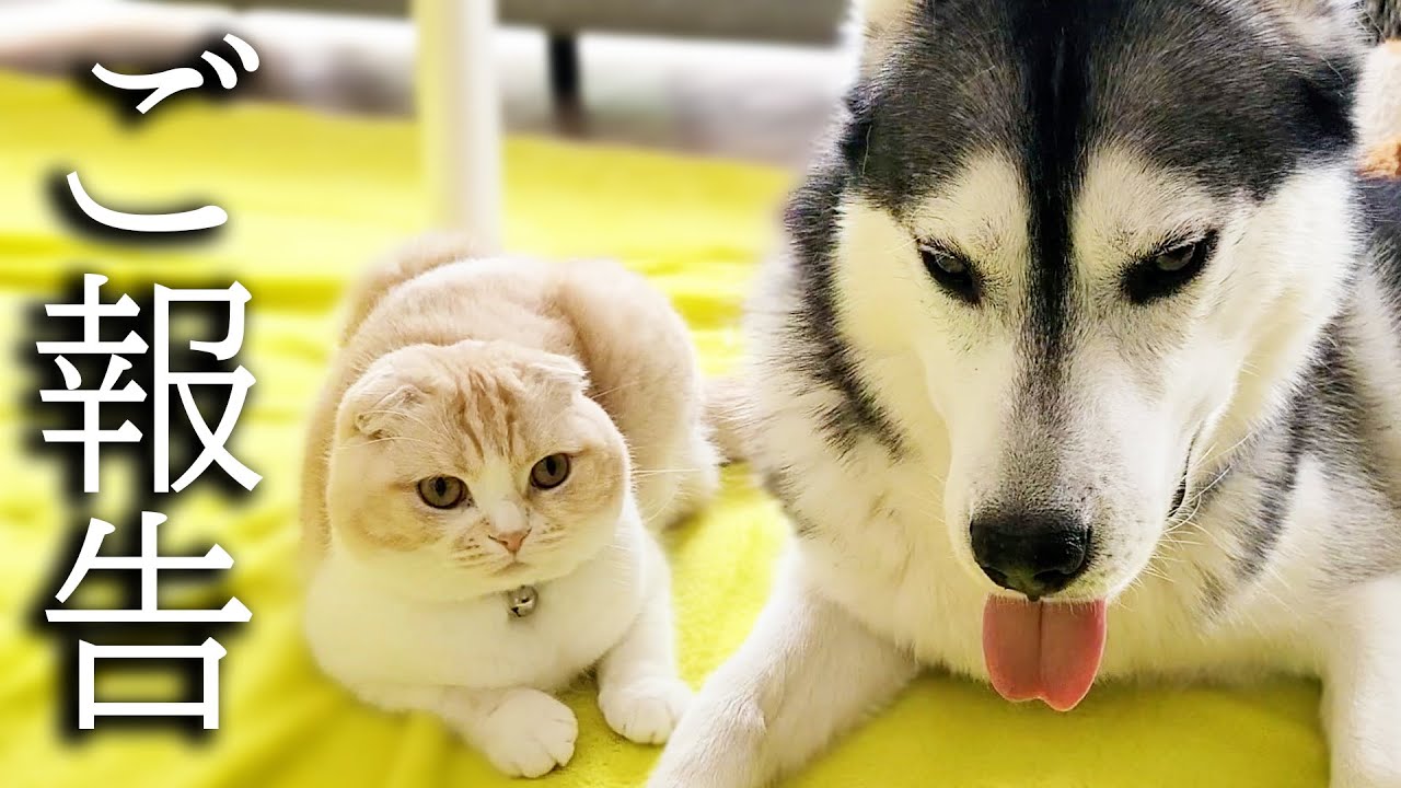 【ご報告】健康状態と今後について...